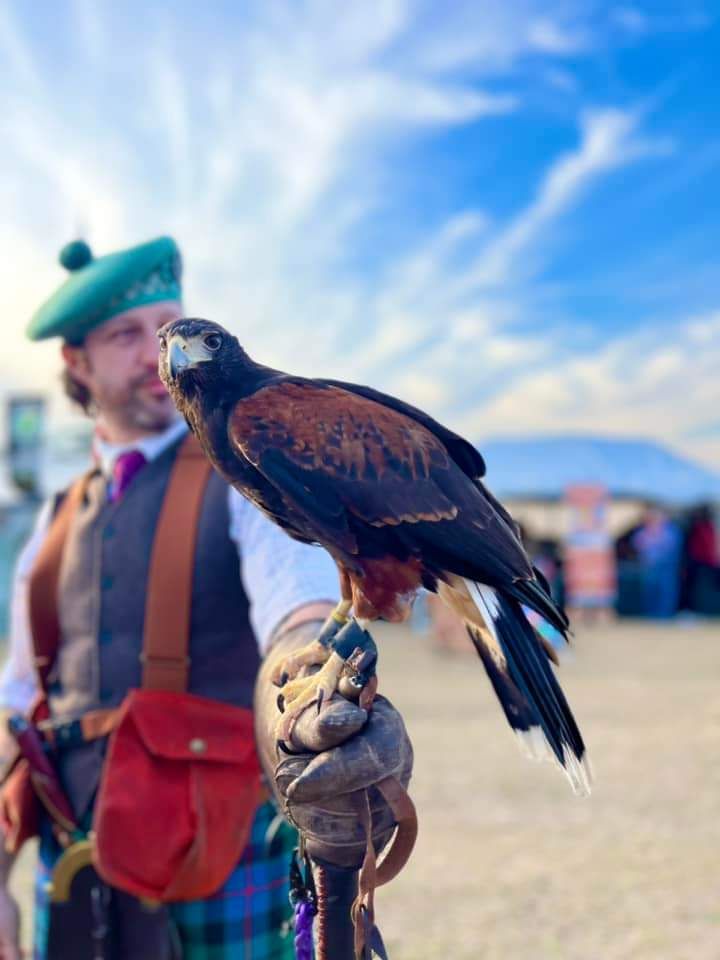 Meet the Harris's Hawks