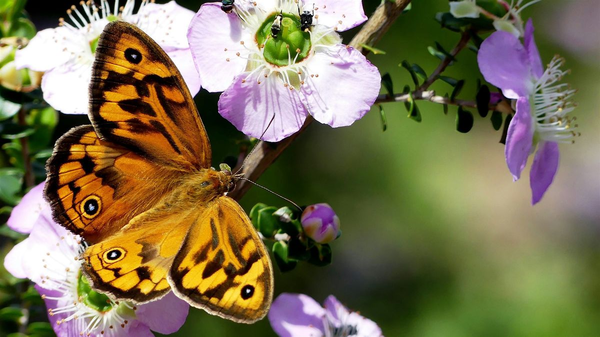 Pollinator Friendly Gardens