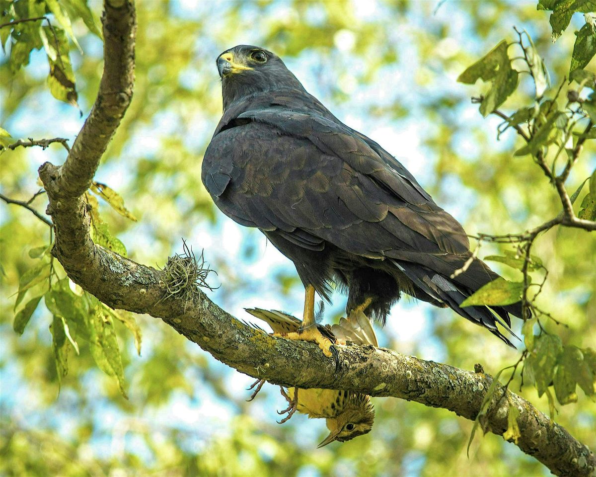 Headwaters 2nd Friday Birding with Britt Coleman