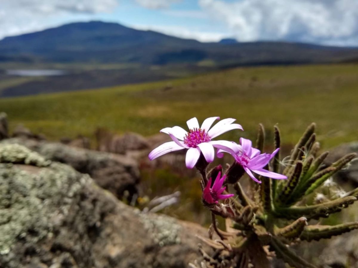 Climb Mt. Kenya with Sisimua Africa