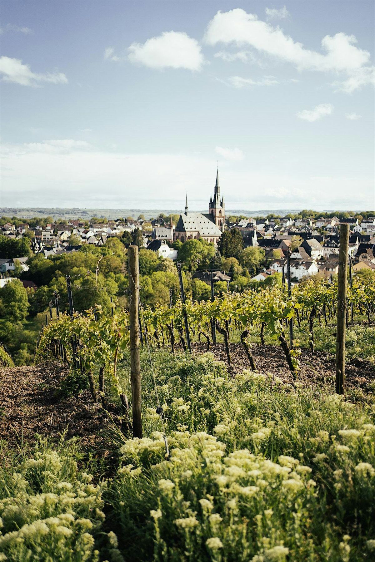 World of Wine Series: Germany