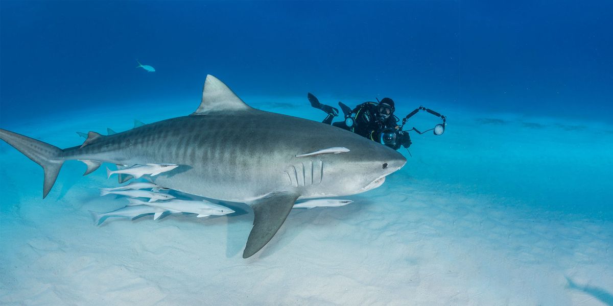 Tiger Beach Bahamas Trip with Got Air Scuba