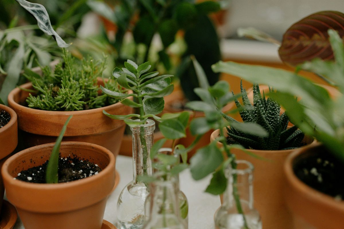 Houseplant Propagation with Master Gardeners