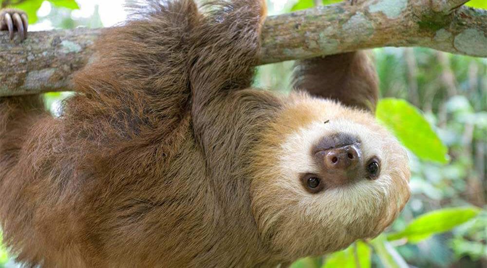 Summer Open Day & Sloth Conservation Awareness