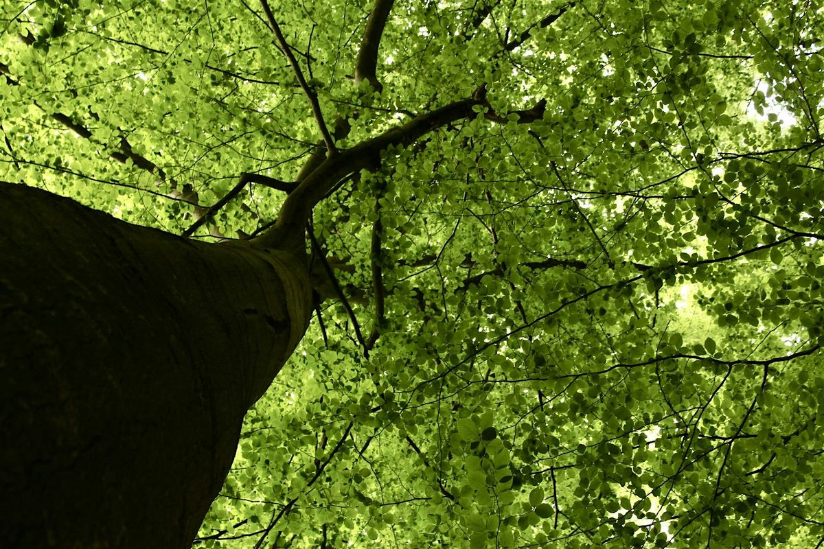 Forest Bathing in Amsterdam