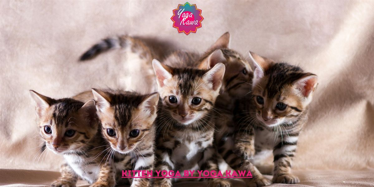Kitten Yoga (Adults-Only) by Yoga Kawa Markham Bengal Kittens