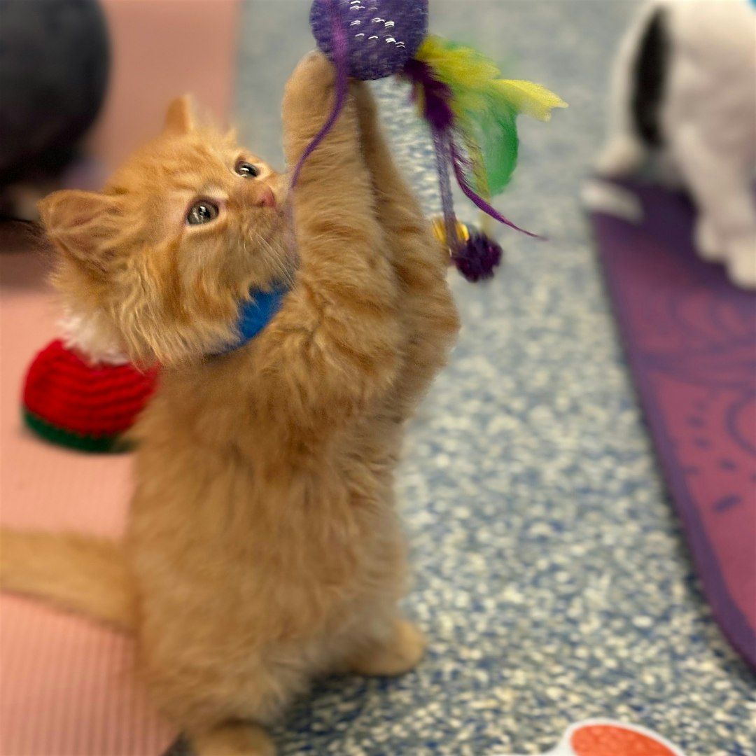 July Kitten Yoga to Benefit the AWLA