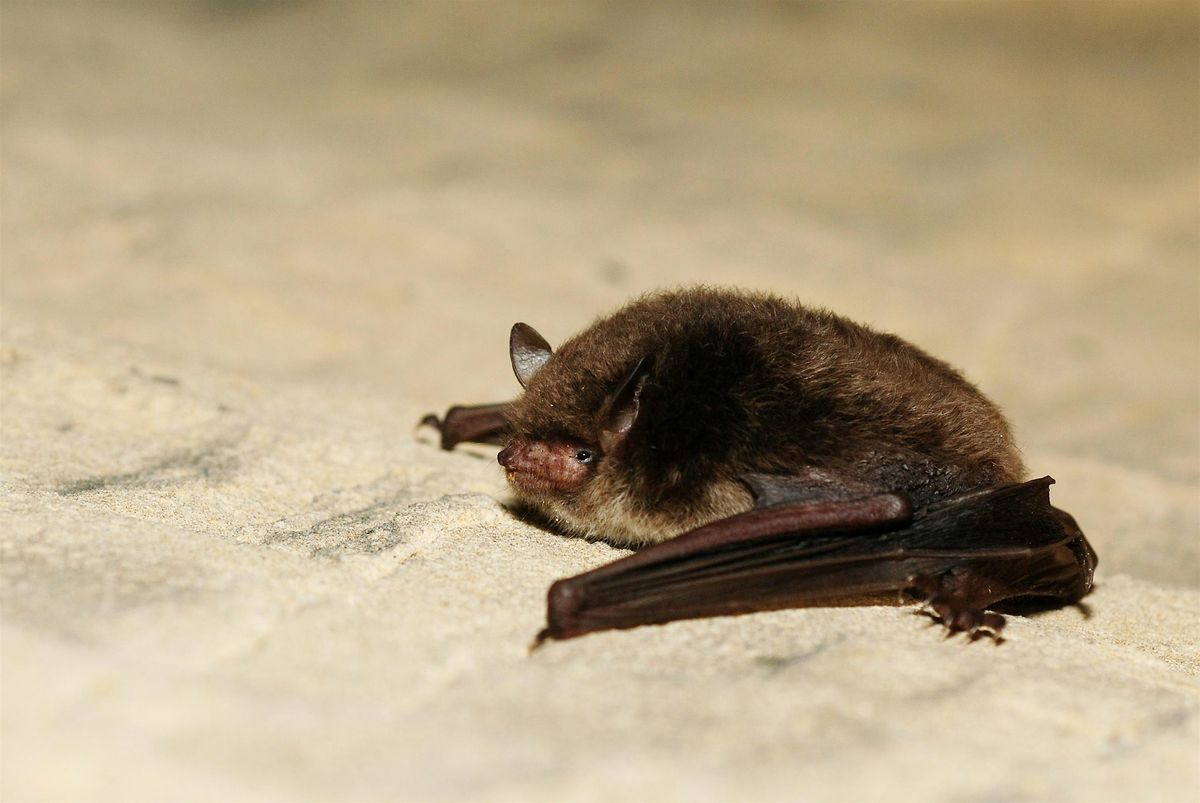 Evening Bat Walk at Leg o'Mutton