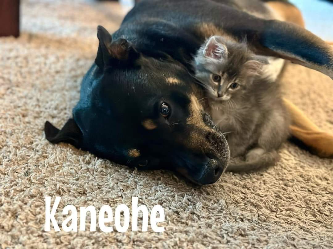 Adoptions,AK Krazy Kats Kitten  & Kitty Korner 