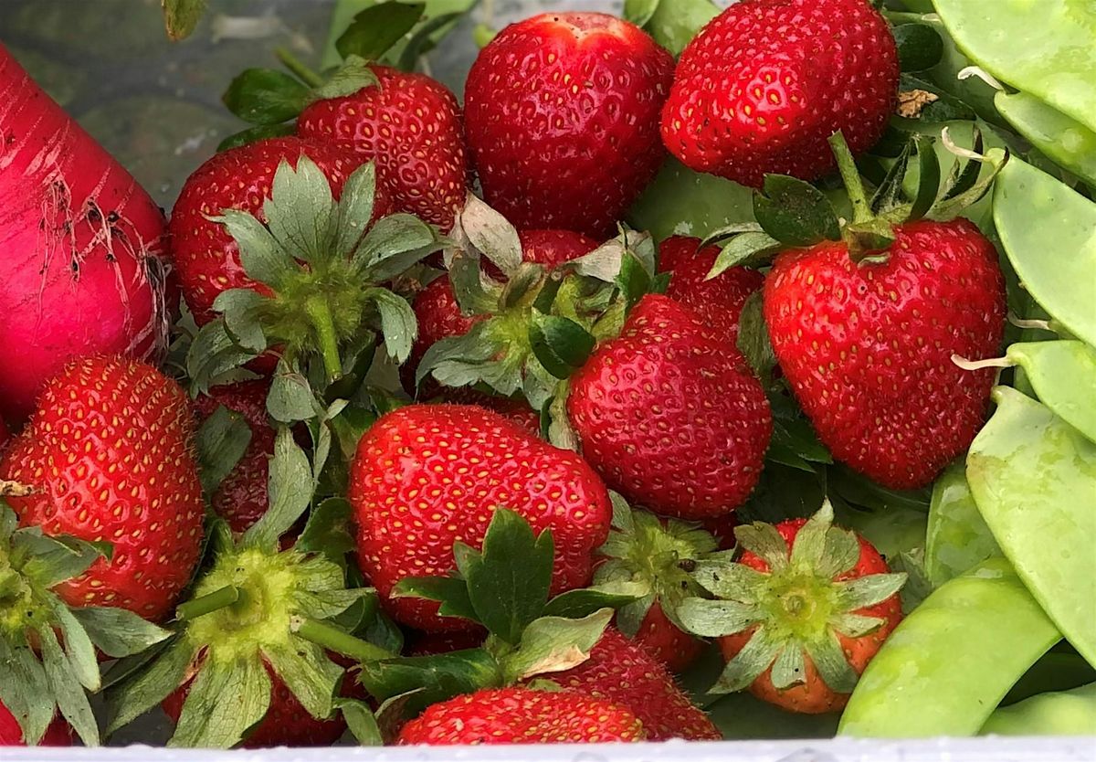 Grow Your Own Strawberries