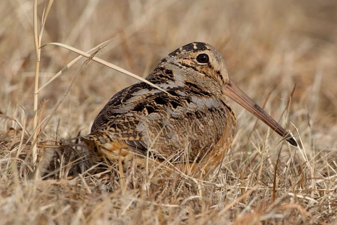 Woodcock Walk