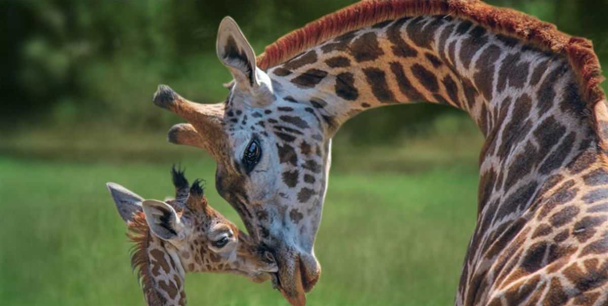 Explore the Wild at Brevard Zoo with Little Explorers Adventures!