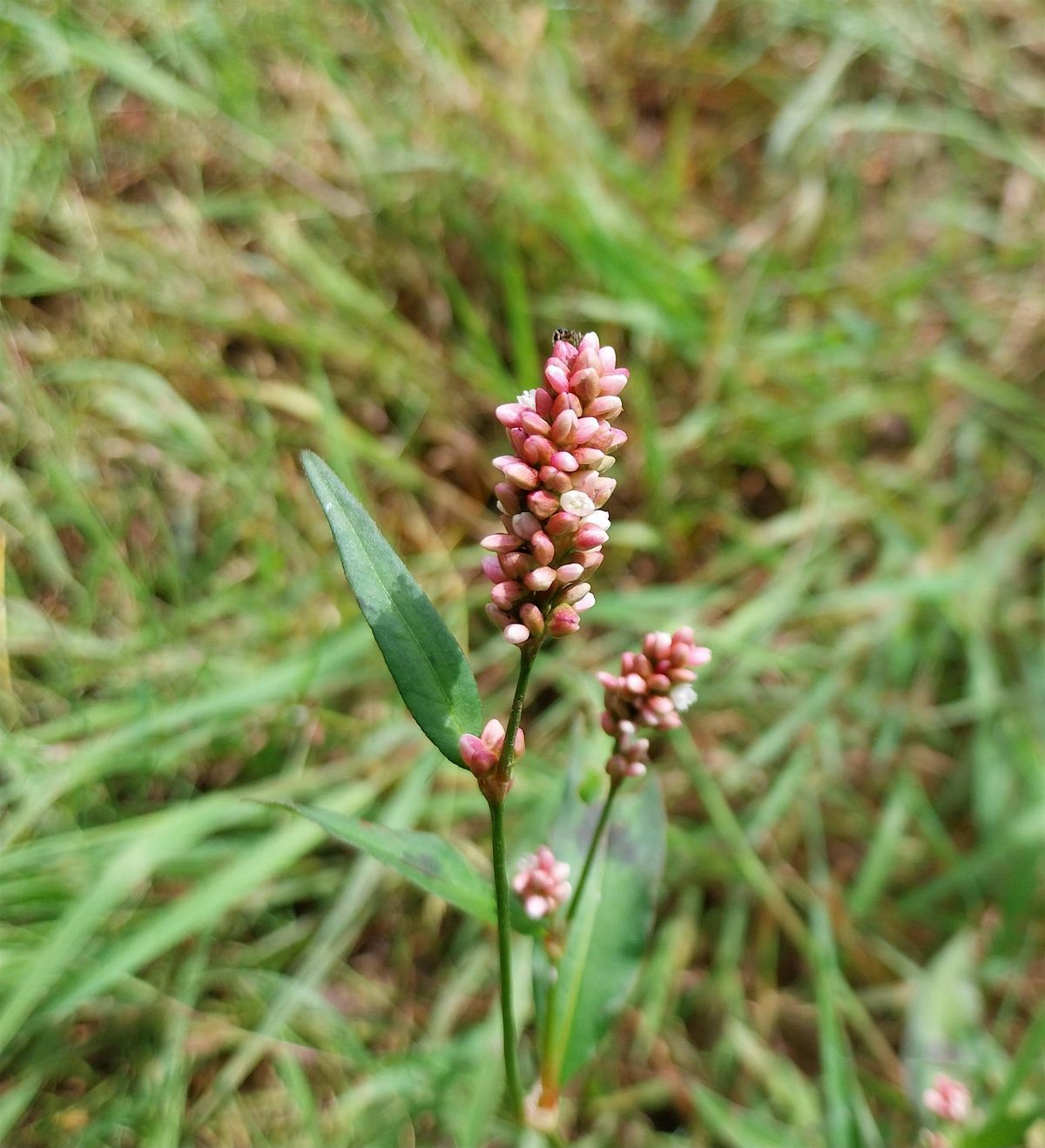 Autumn Wild Food Identification and Foraging Foray 29\/09\/2024