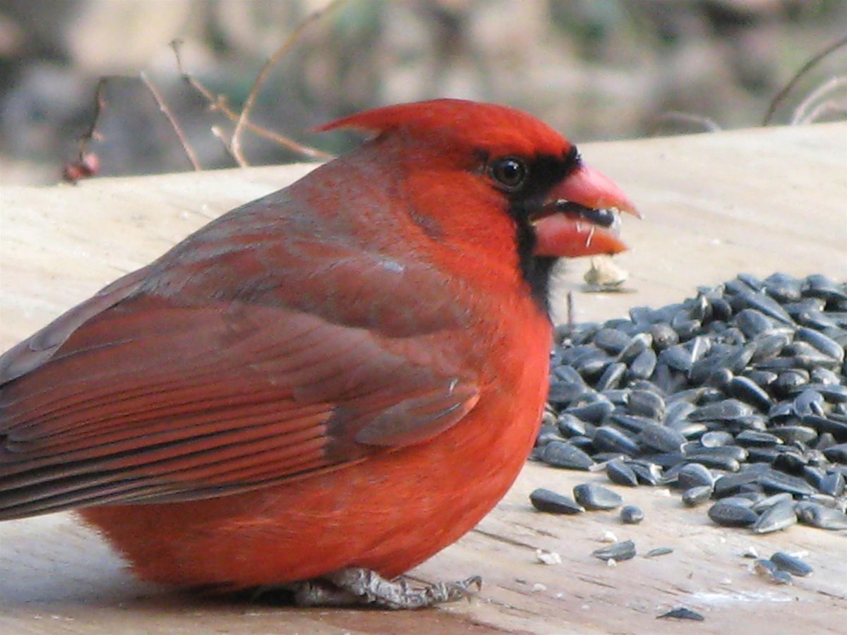 Community Science Spotlight: Project FeederWatch