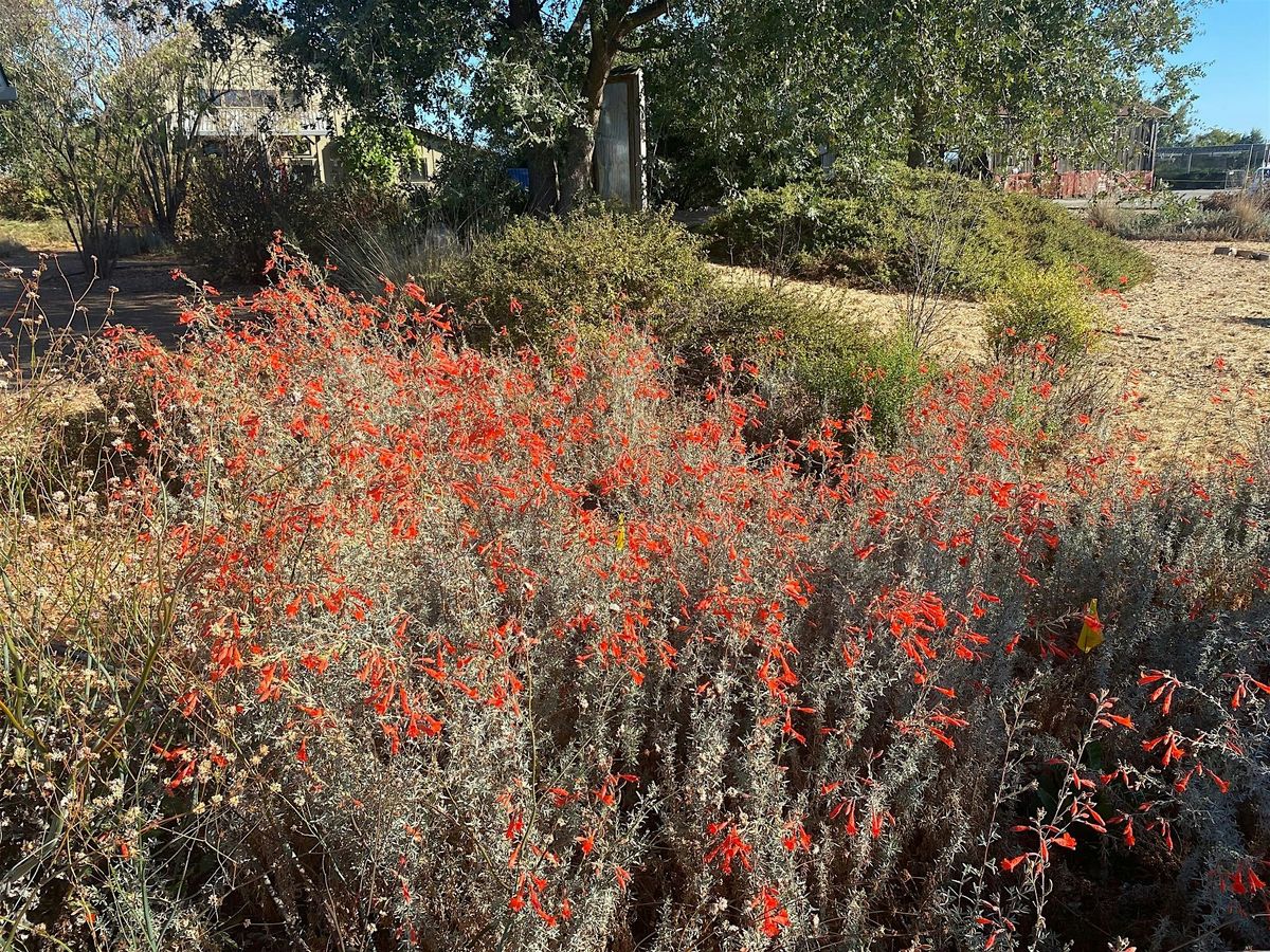 Native Plant Garden Volunteer Day at the Laguna Environmental Center