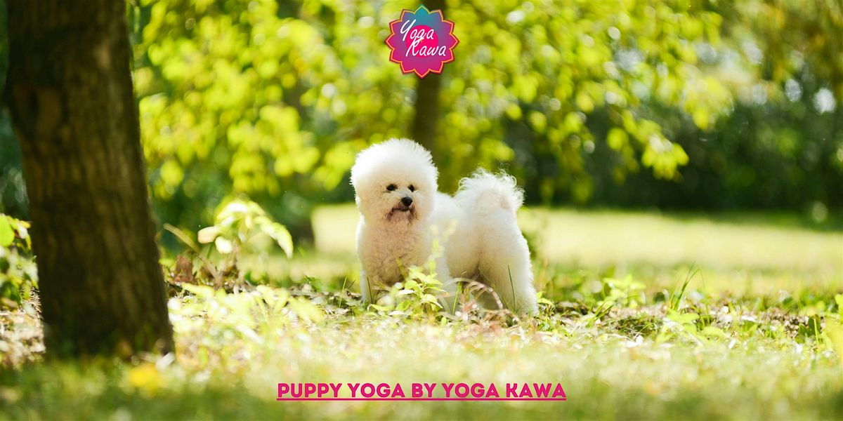 Puppy Yoga (Adults-Only) by Yoga Kawa Hamilton Bichon Frise