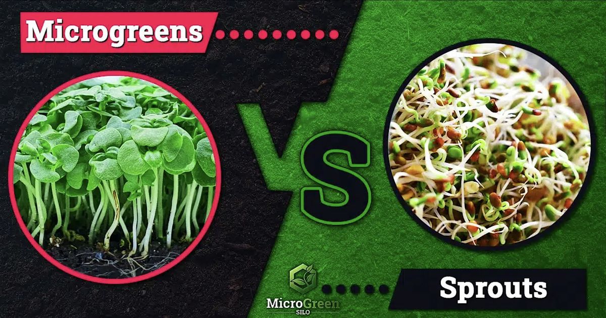 Earthweek - Sprouts and Microgreens