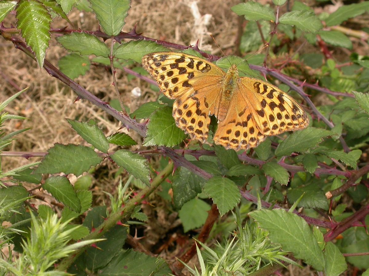 Wilder Kent Safari: Jewel in the Downs