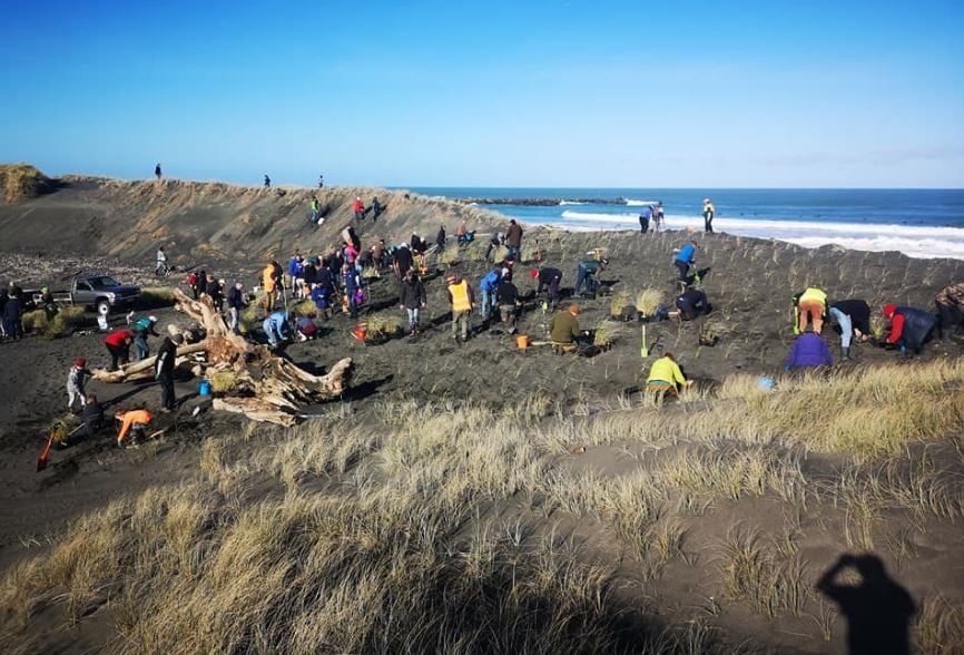 Morgan St dune planting