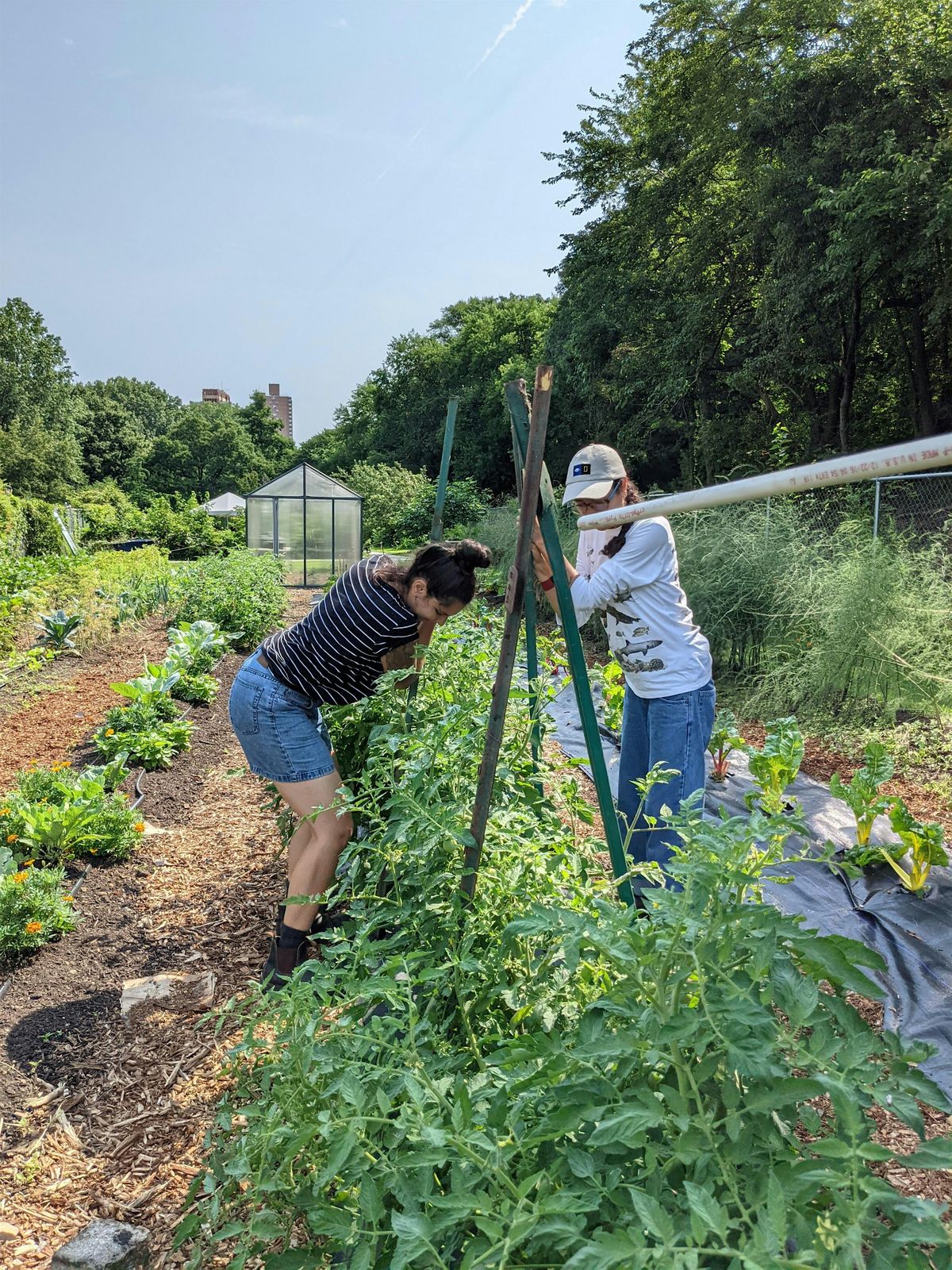 You Can Garden Too: Pruning and Trellising Your Tomatoes