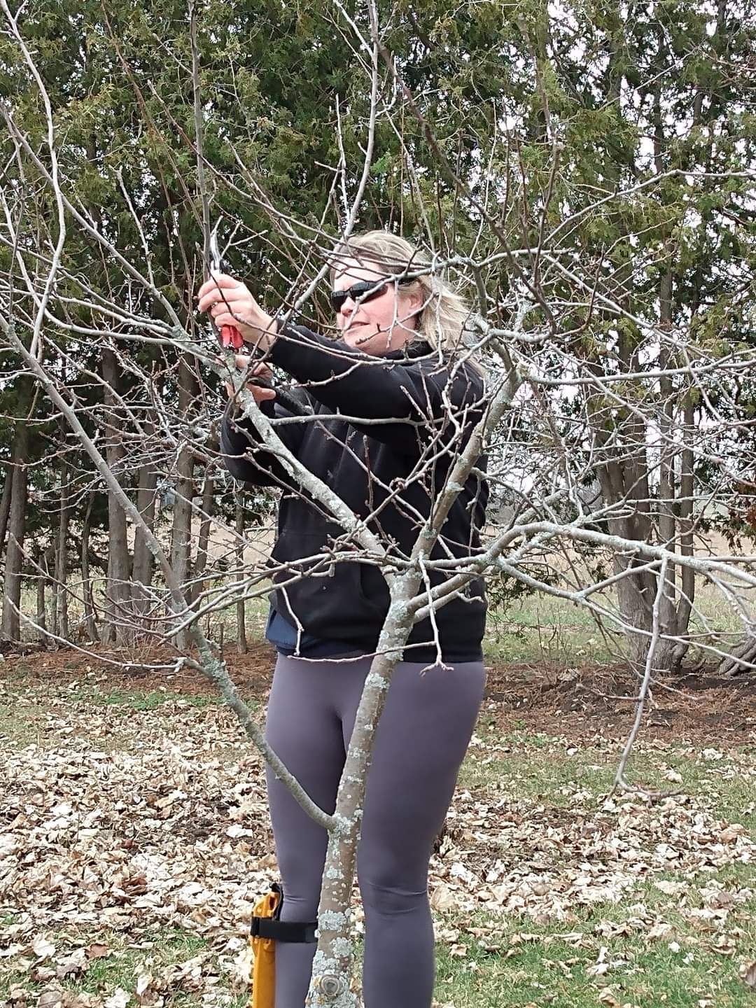 The Art of Fruit Tree Pruning Mastery- Mountain, On