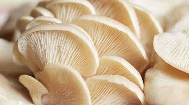 Oyster Mushroom Cultivation and Cooking Workshop