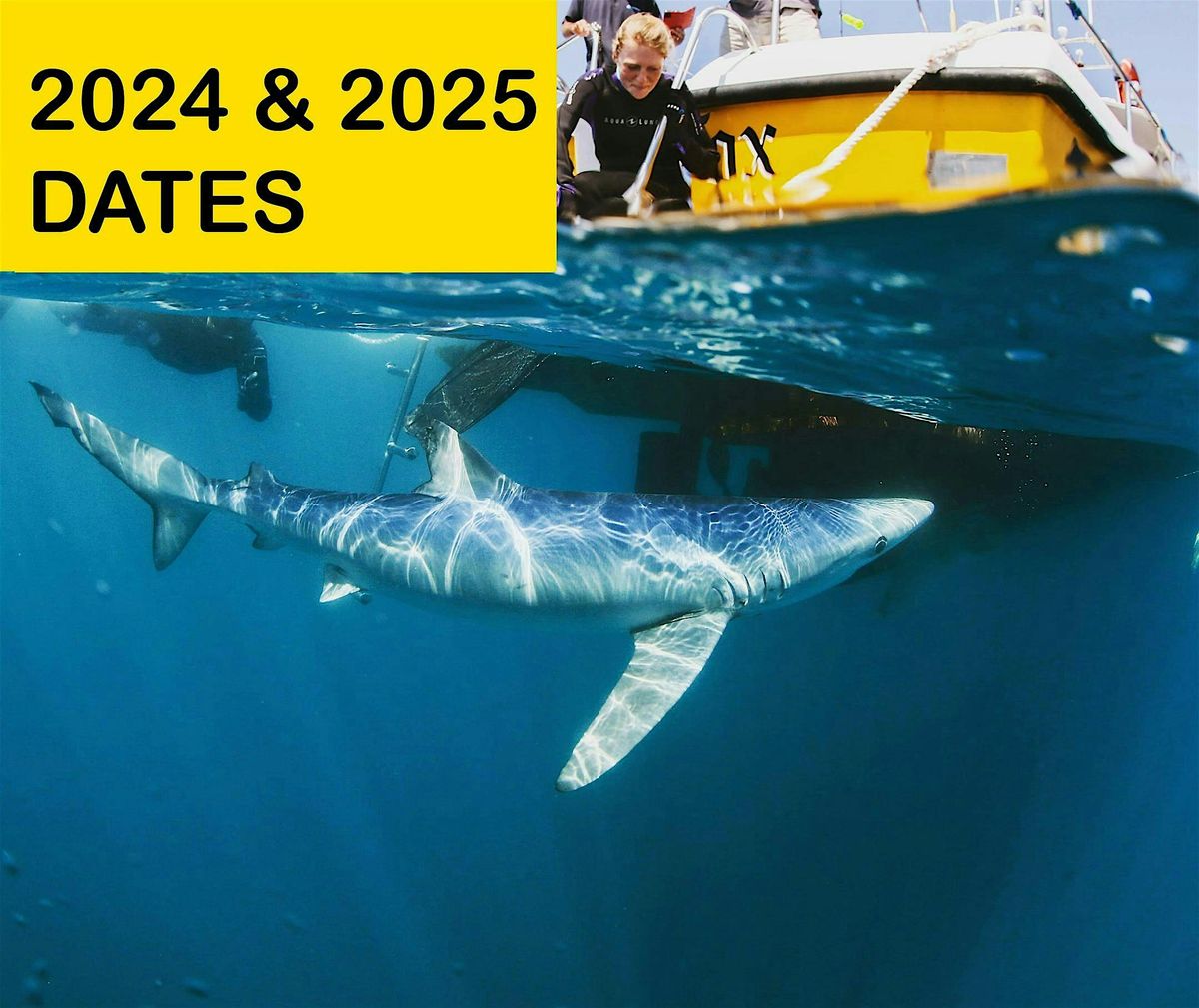 2024 AND 2025 DATES TO SWIM WITH BLUE SHARK(DEPOSIT ONLY)
