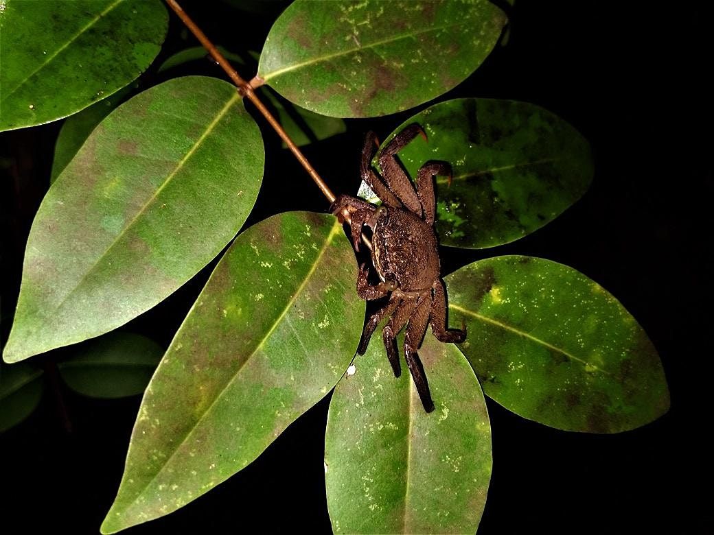 Mysterious Mangroves - Night Walk at Pasir Ris Park