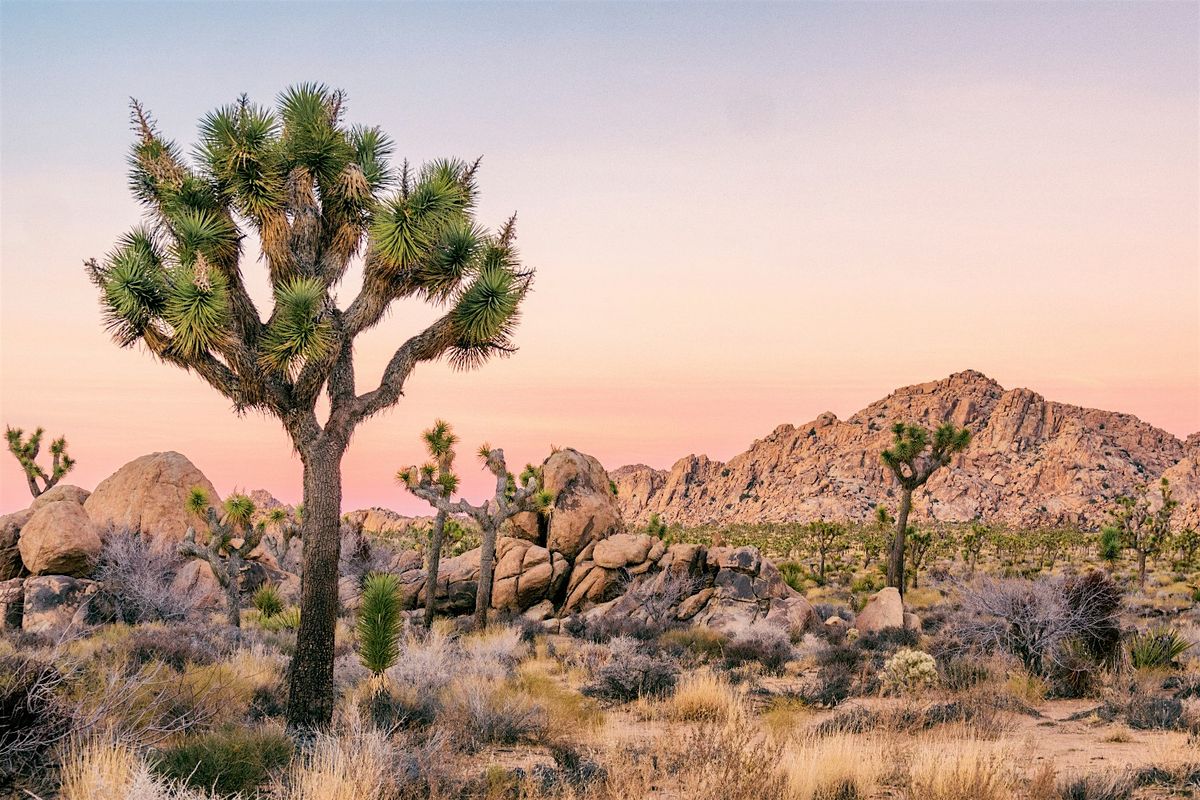 Palm Springs & Joshua Tree: National Park Self-Guided Tours