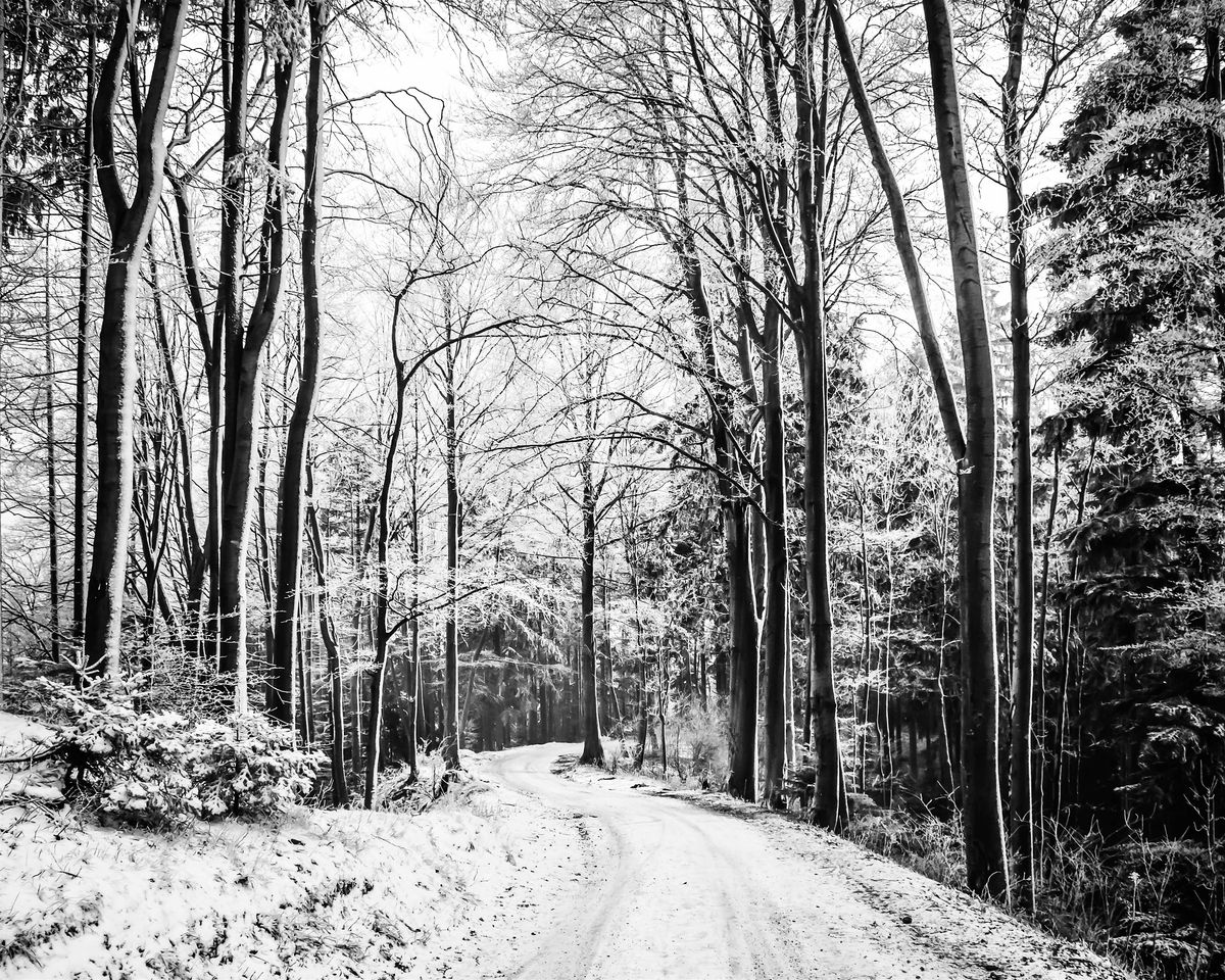 National Grief Awareness Week Grief Forest Bathing