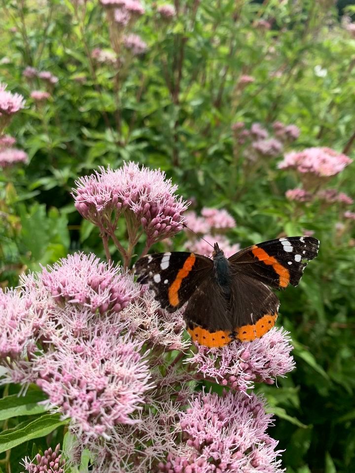 SOLD OUT Spring Lecture - Saving our Insects - Professor Dave Goulson 