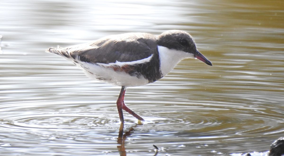 Tinchi Tamba Wetlands \u2013 Bird Walk