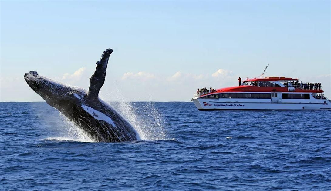 An ADF National Families Week event-Whale Watching Cruise-Sunday June 2nd
