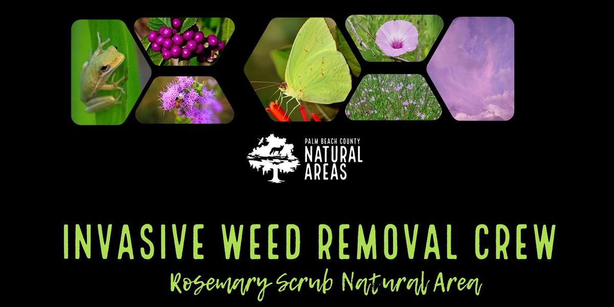 Adventure Awaits - Invasive Weeds Removal  Crew at Rosemary Scrub