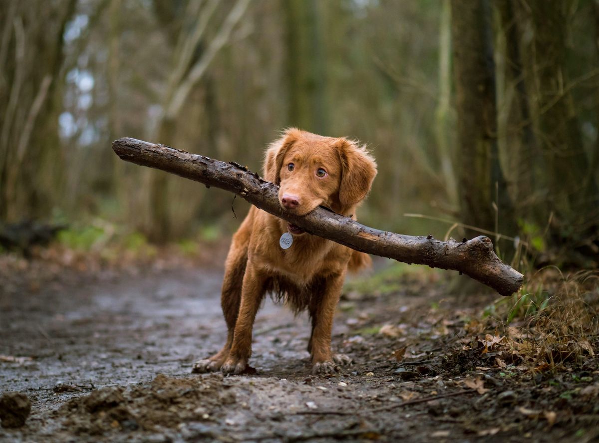 Tomorrow's Rescuers Pet Protectors Program