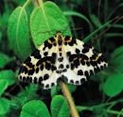 Badock's Wood Moth Survey and ID - Friday 10th May 2024