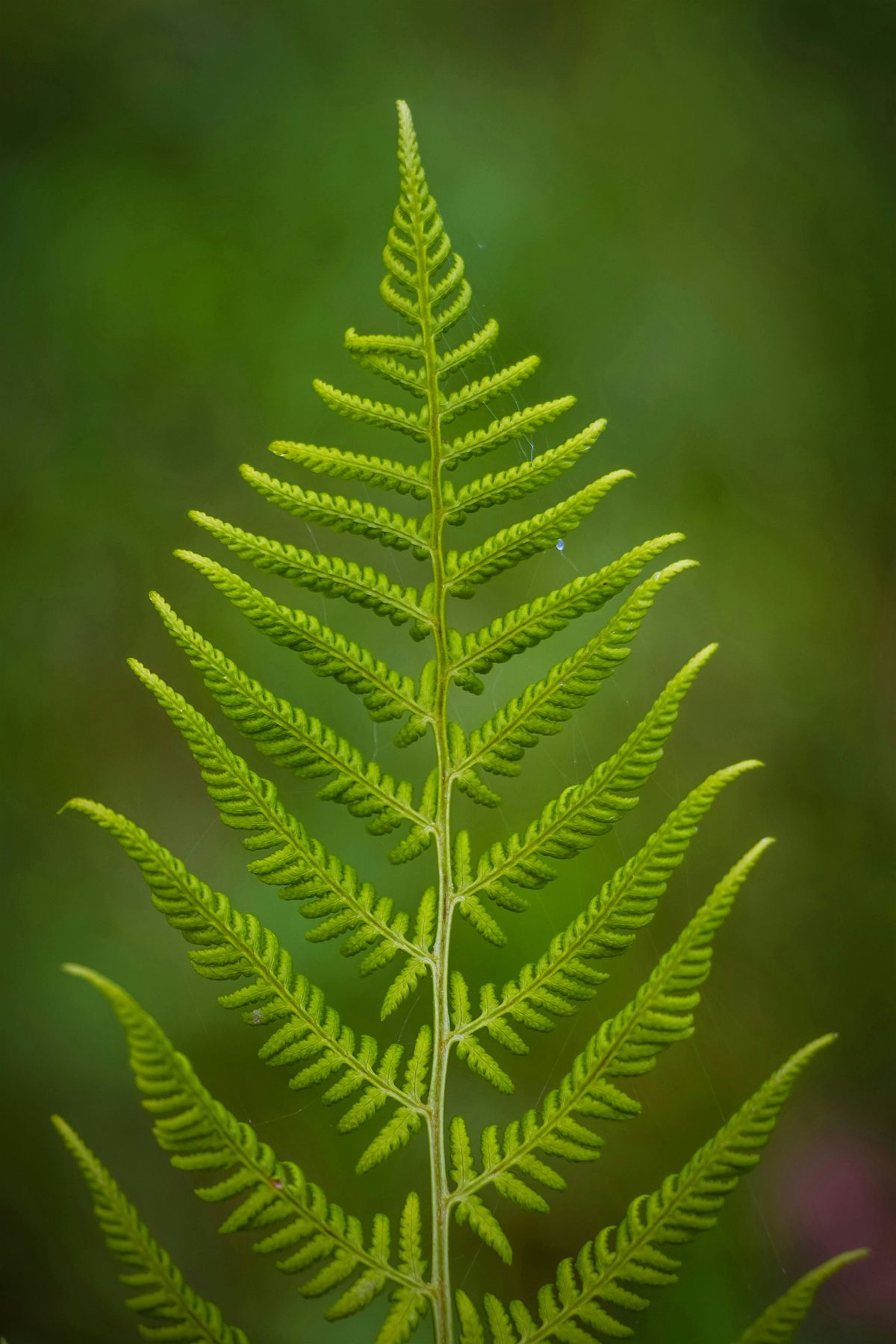 Ferns & Fern Allies