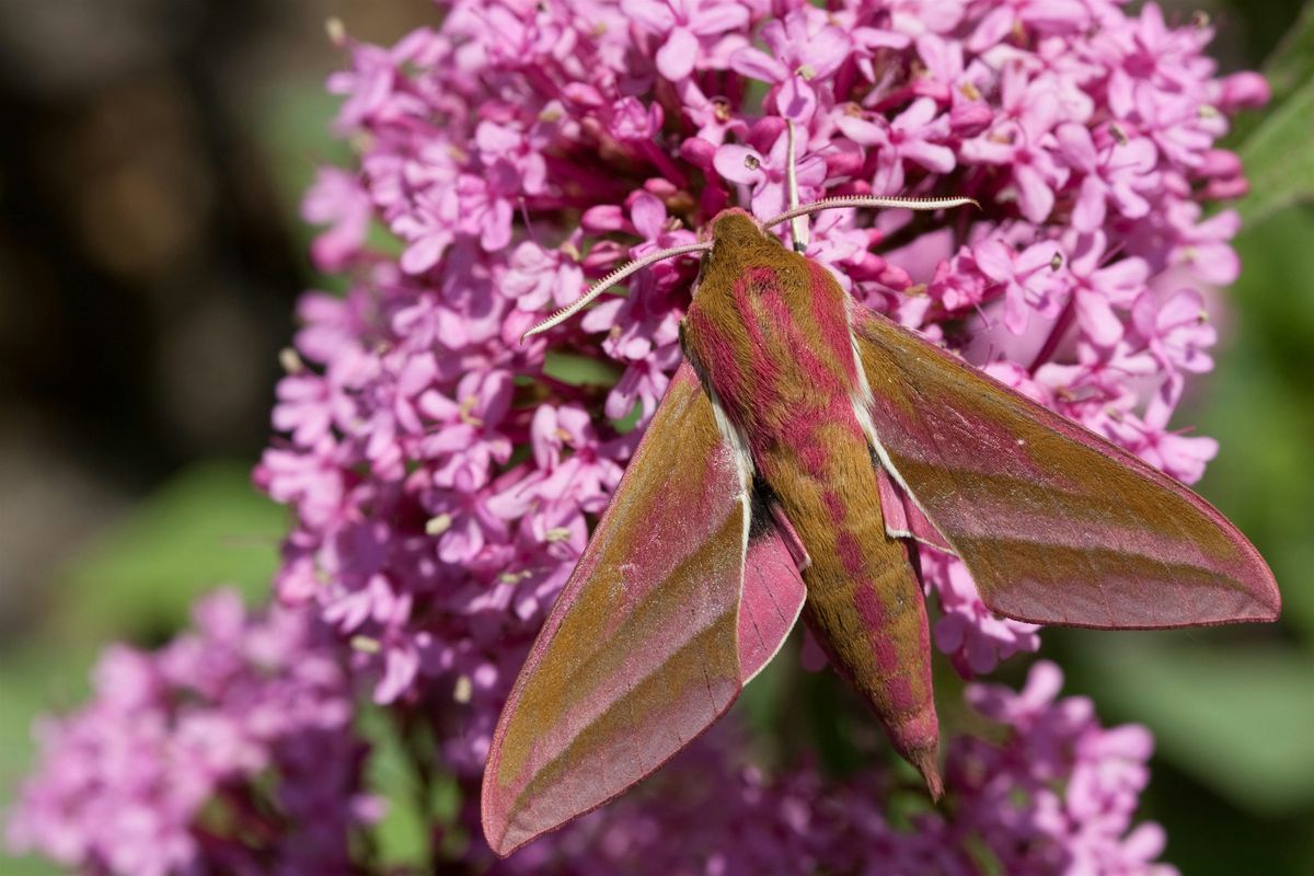 Marvelous Moths at Walthamstow Wetlands