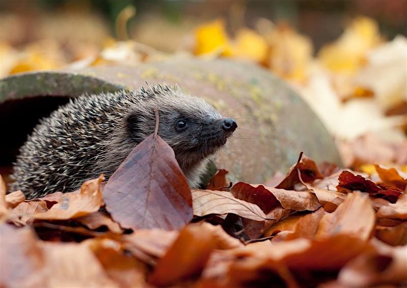 Wildlife rescue and adventures with Graeme Wilson