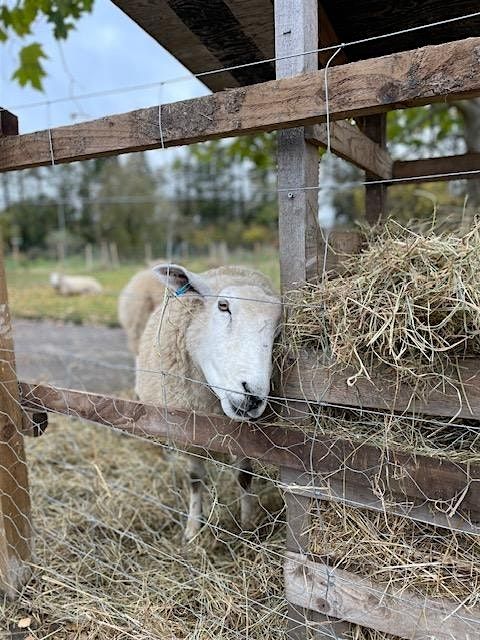 Fridays Community Farming Sessions and Farm open to visitors - 10am to 1pm