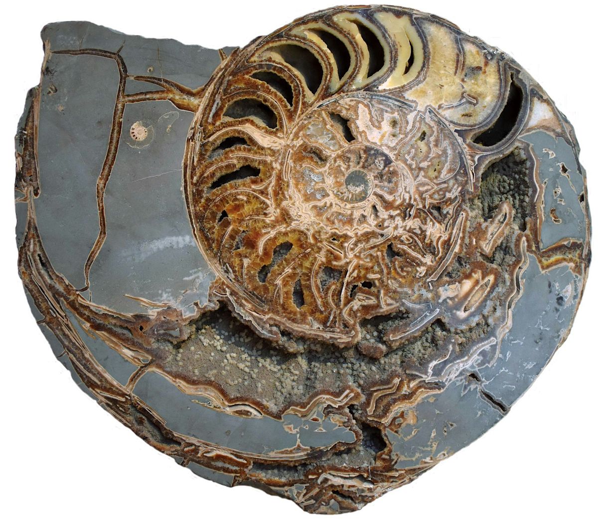 Ammonite, azurite, rhyolite\u2026