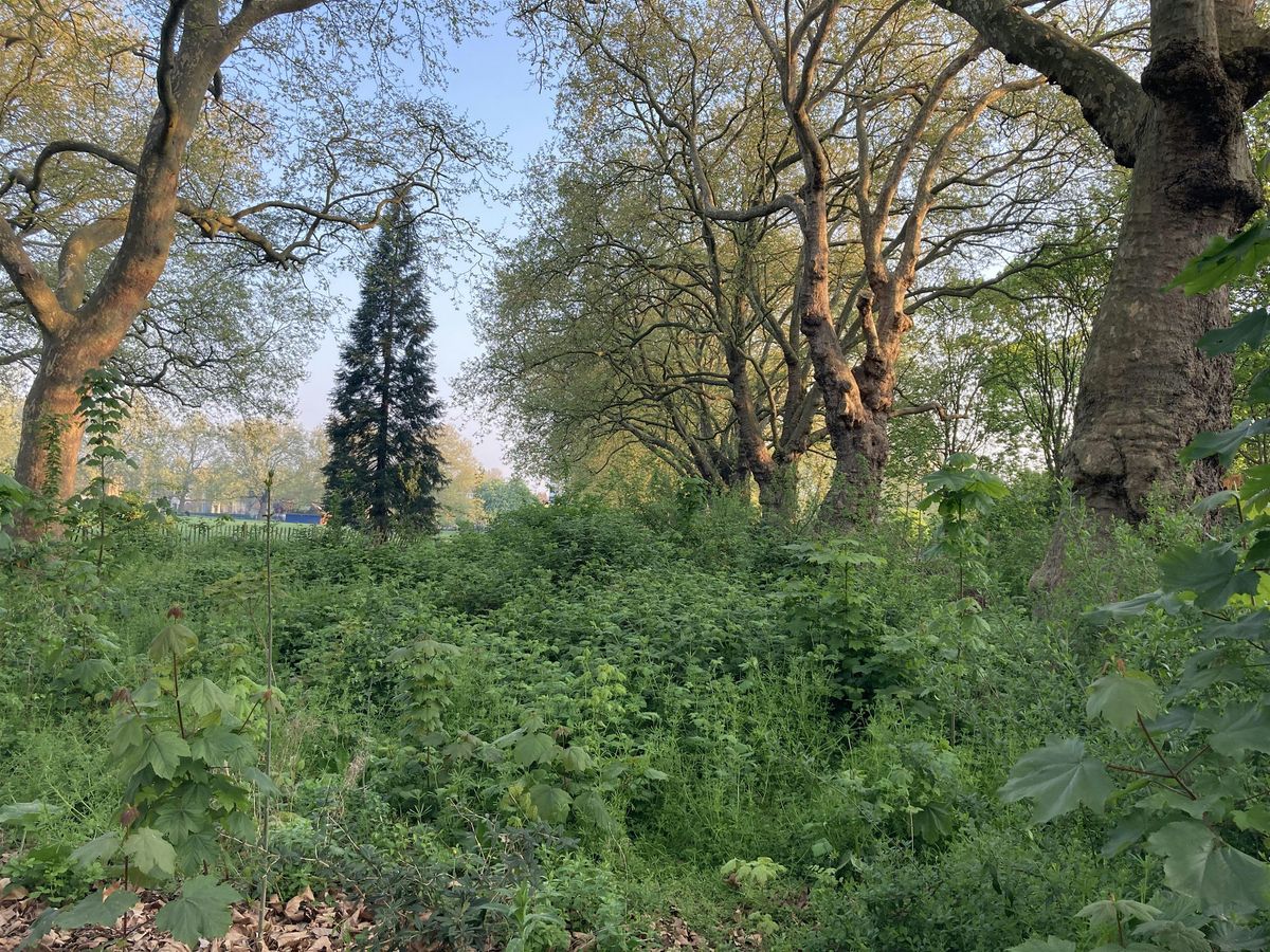 London Fields Biodiversity - site development and upkeep May 2024