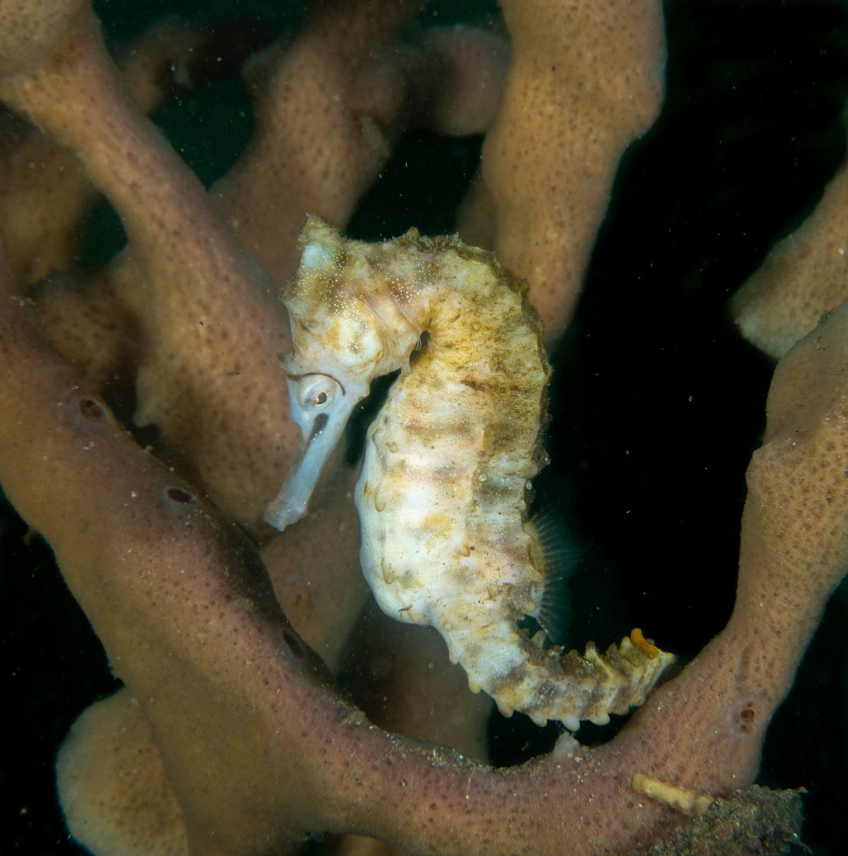 Chowder Bay Club Members Dive