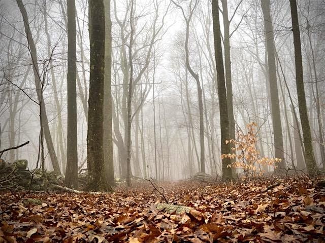 Forest Bathing Along the Harris Brook Trail