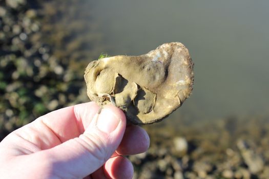 oyster spat growing