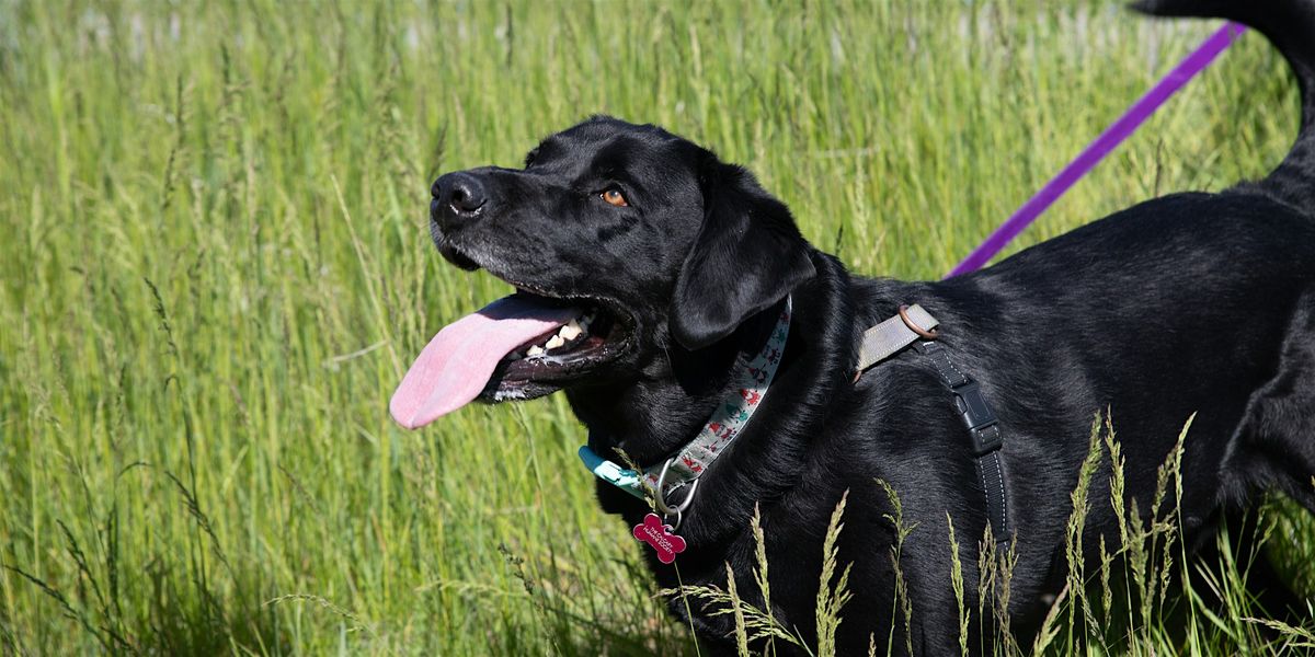 Reactive Rover - Tuesday, September 24th at 6:00pm, Calgary Humane ...