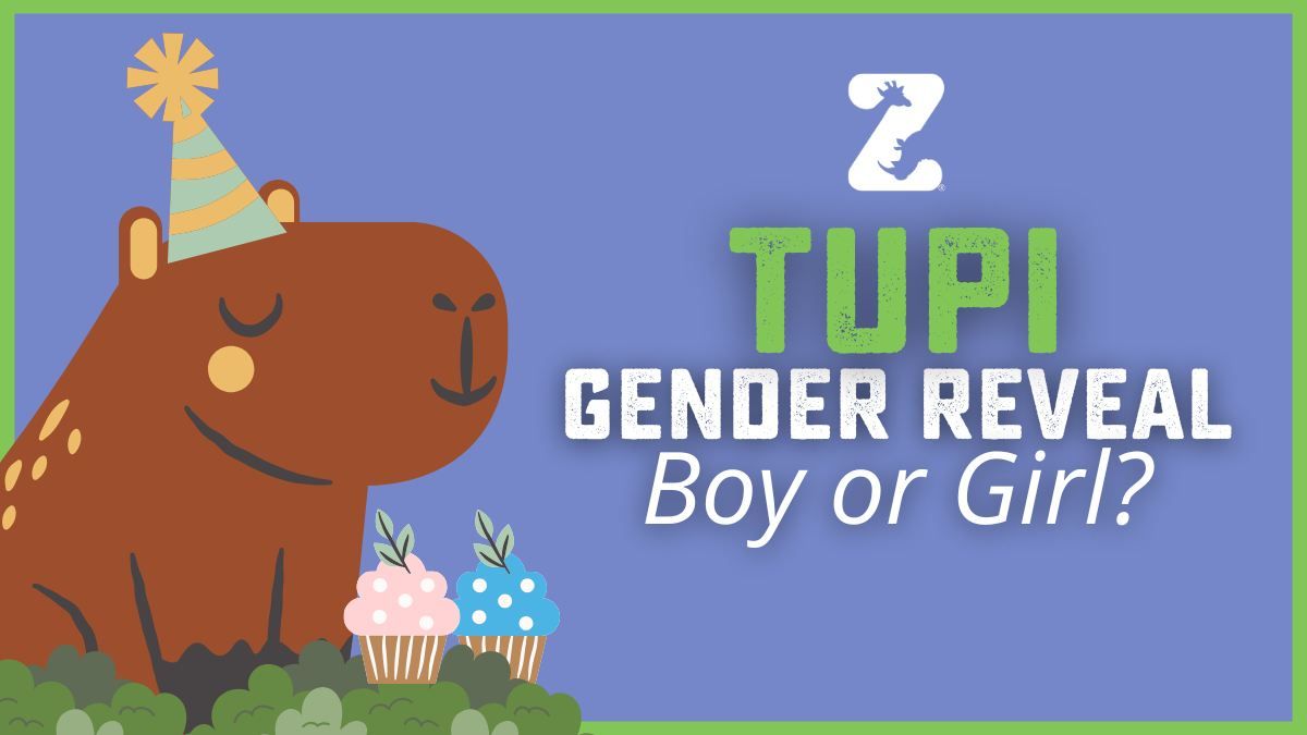 Tupi's Gender Reveal Party