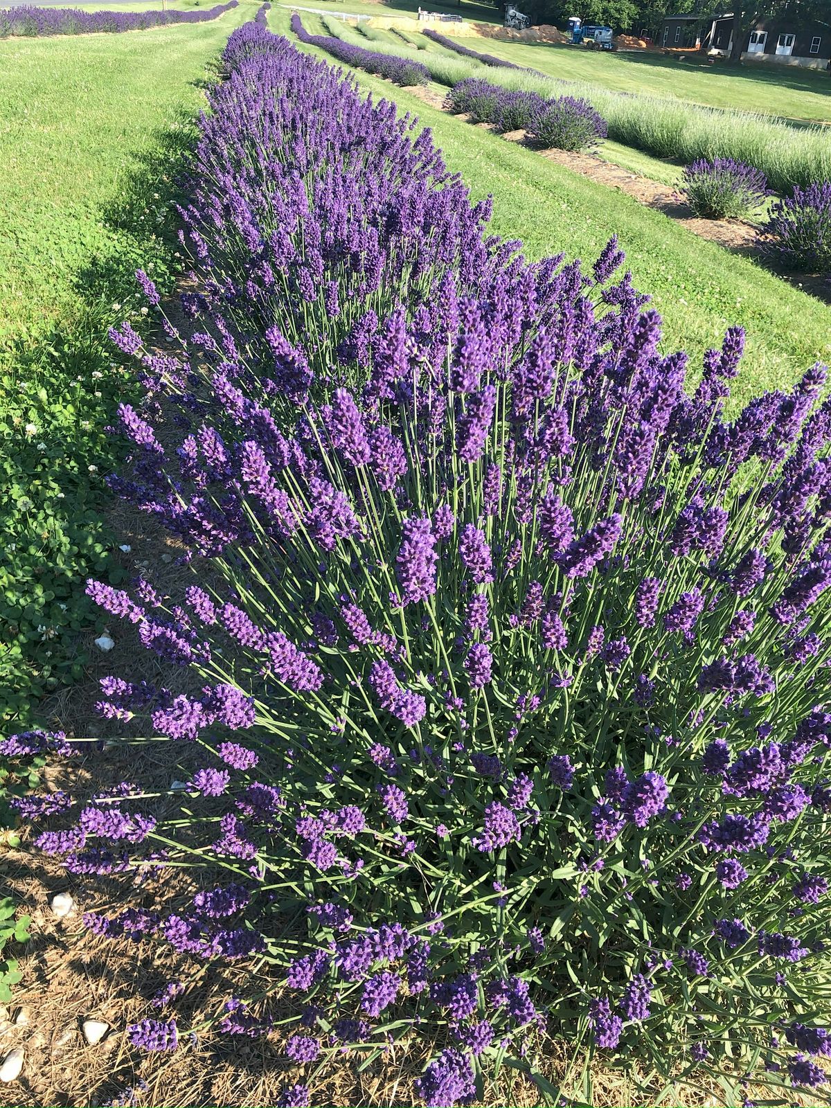 Lavender Festival: An Immersive Journey of Flavors, Aromas, and DIY