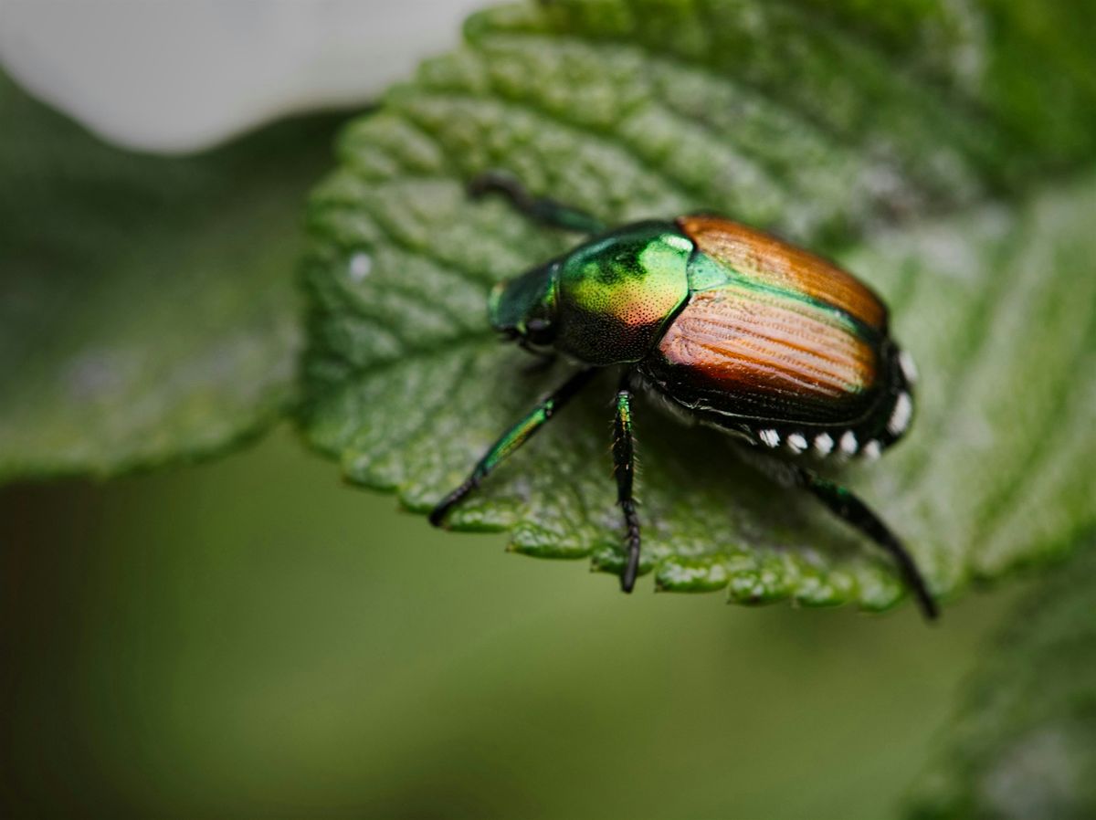 Natural Pest Control: Good Bugs, Bad Bugs