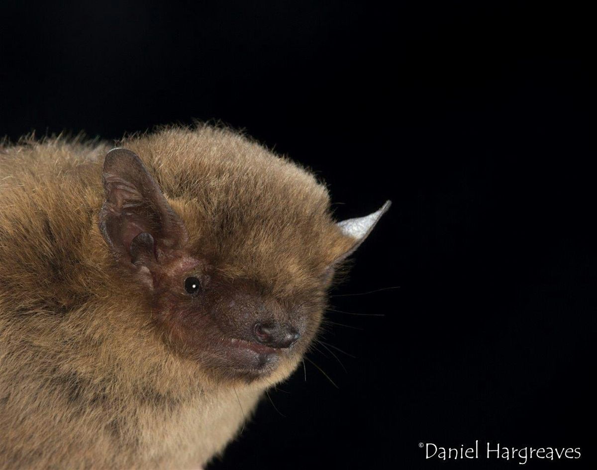 Bat walk - Cleveland Lakes & Waterhay, Cotswold Water Park